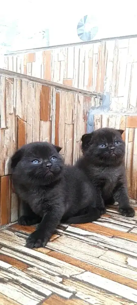 Scottish fold borongan