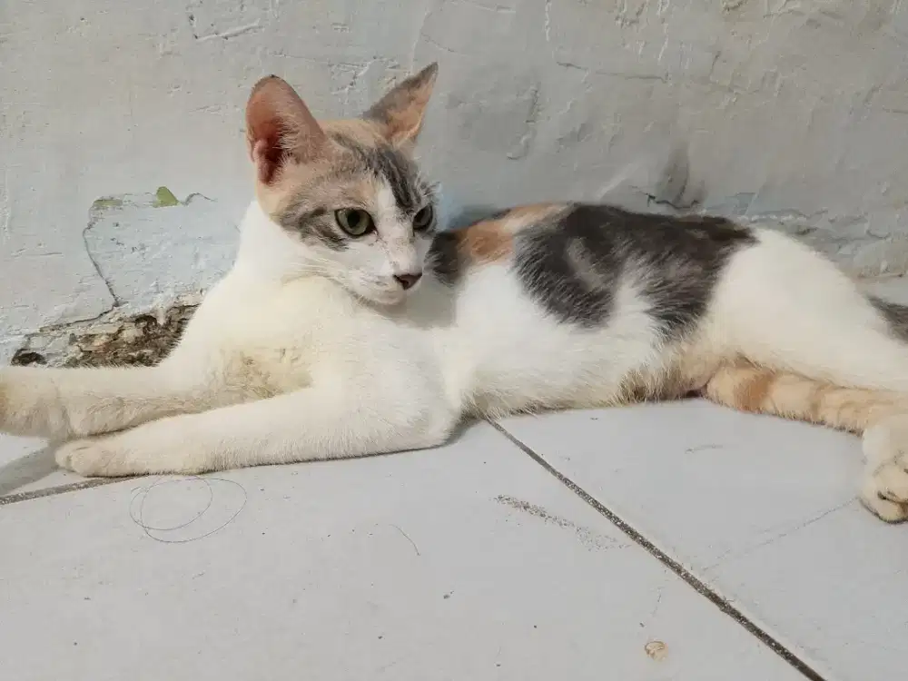 Kucing ajaib  pembawa berkah