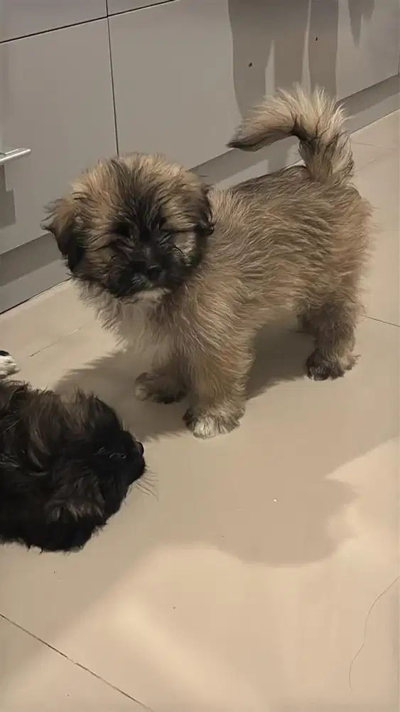 puppy pomapoo x shihtzu