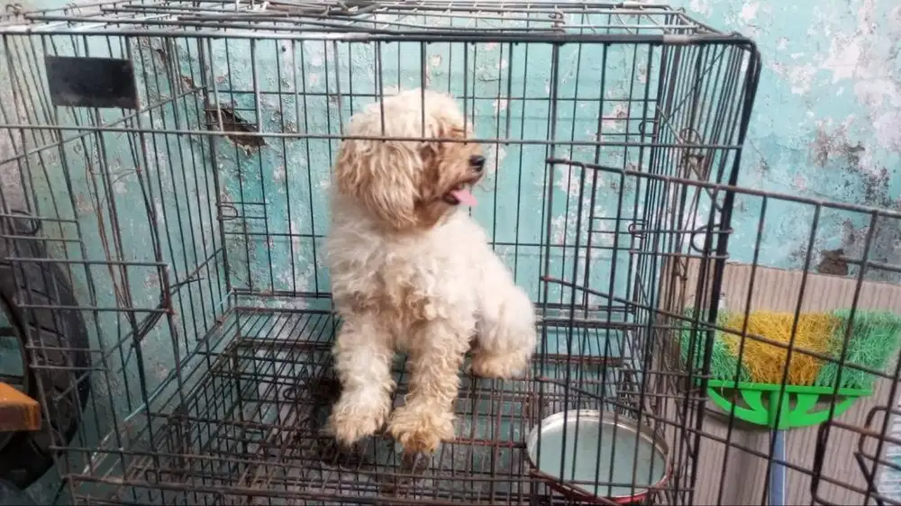 Anjing poodle betina