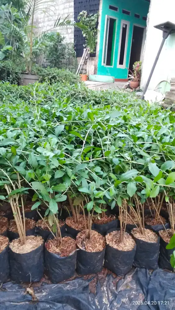 Tanaman likuanyu/tanaman juntai