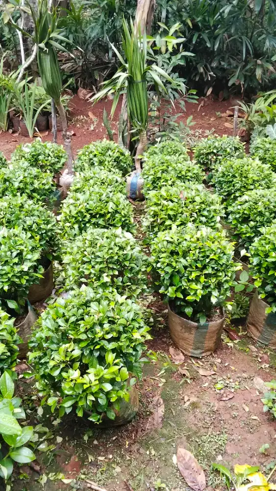 Pohon tetehan bulat/bonsai bulat