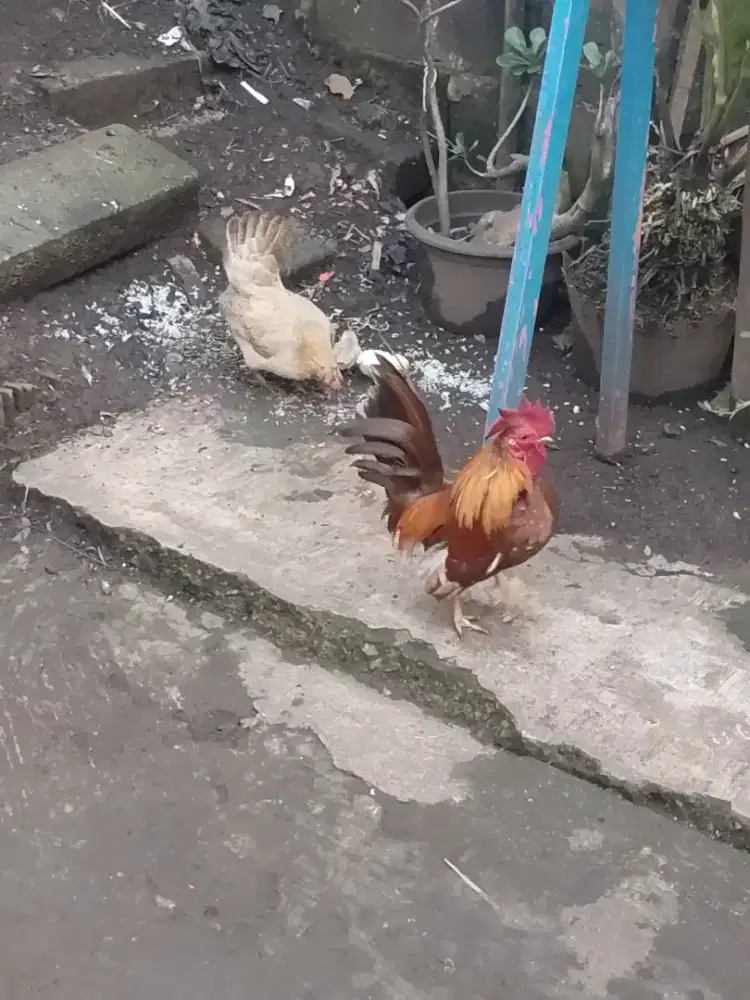 AYAM SILANGAAN KATE SERAMA