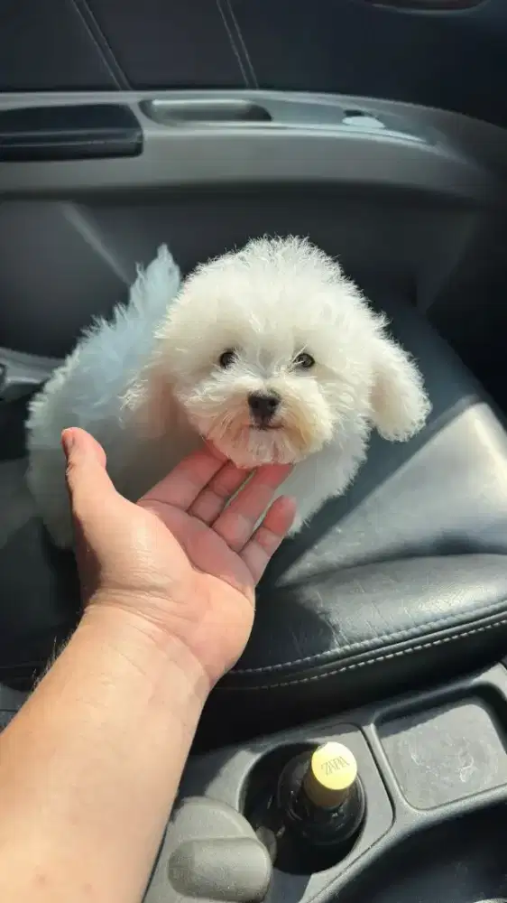 Mini bichon jantan