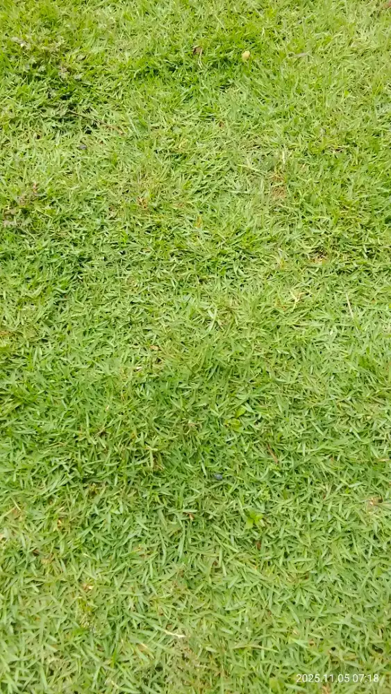 Rumput jepang/tanaman rumput jepang