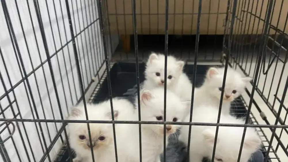 Kucing Persia Himalaya