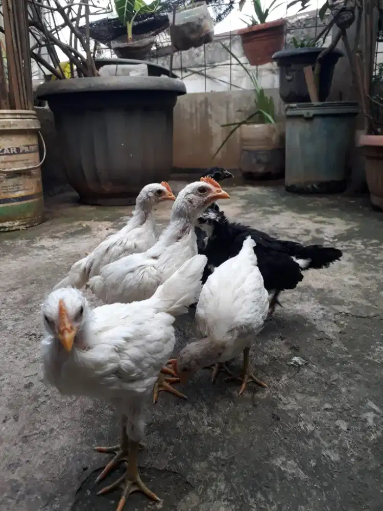 Ayam ketawa pitik