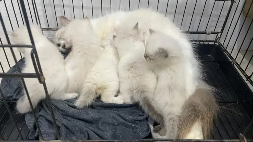 Kucing Persia Himalaya