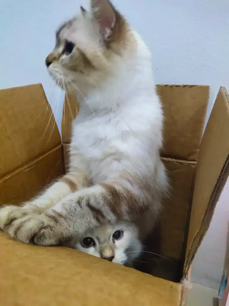 Kucing Persia Himalaya