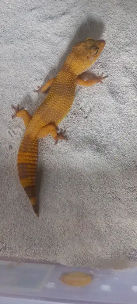 Leopard Gecko Sunspot Female