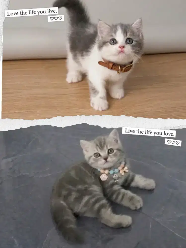 BSH Bicolor Blue Jantan dan BSH Blue Marble Betina