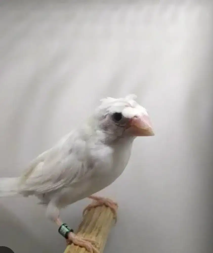 Emprit Jepang Putih Jambul Paud Unsex