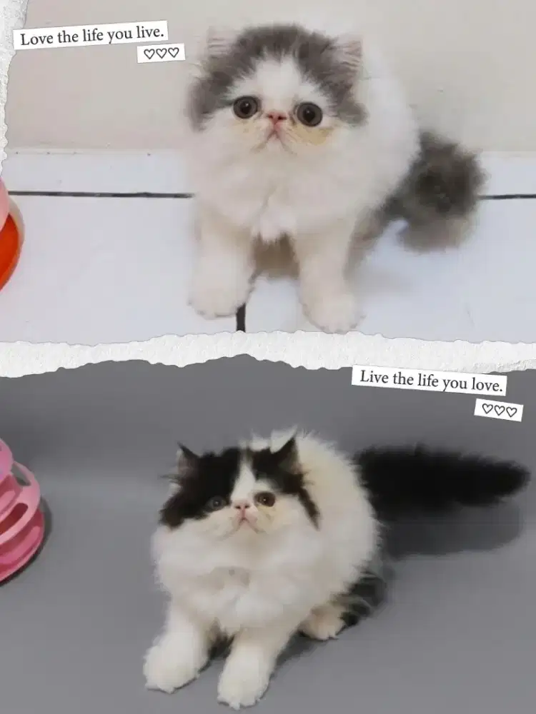 Peaknose Extreme Betina dan Jantan