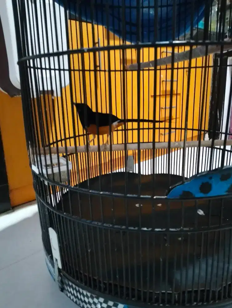 Jual BU murai ekor panjang gacor