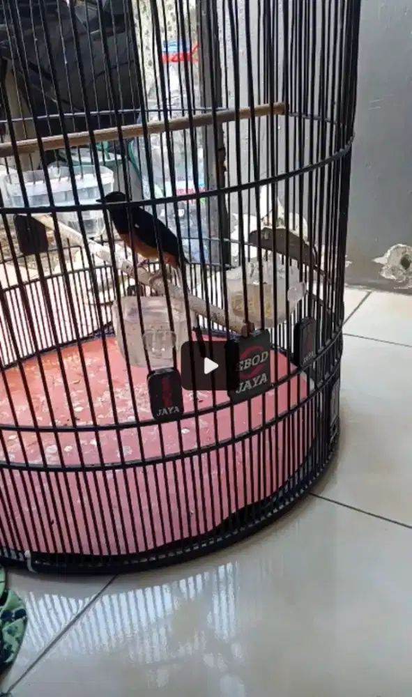 burung murai bodi kecil mulus