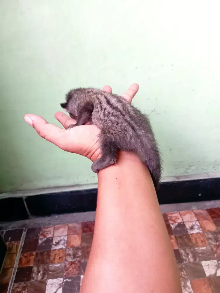 Anakan baby musang pandan