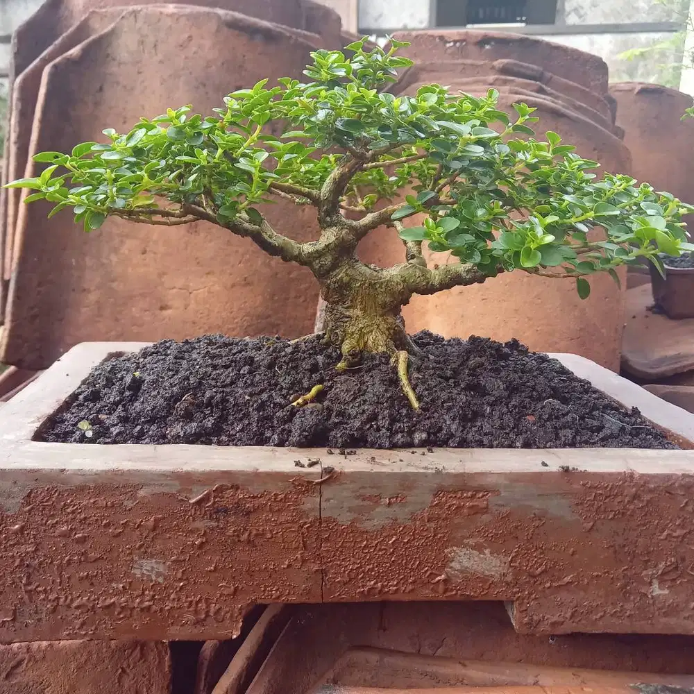 Bonsai sancang mame