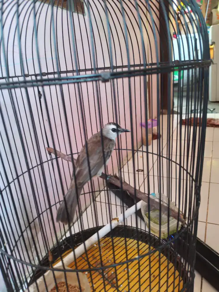 Trucuk jantan bodi gede