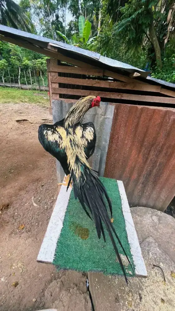 Pacekan muda ekor lidi