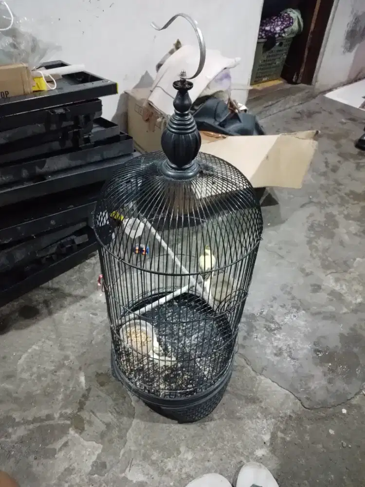 Kenari lokal gacoran