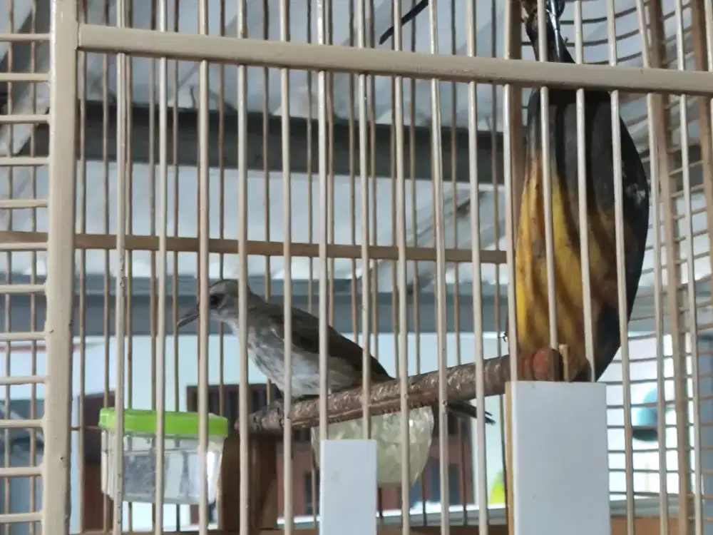 Burung trucukan masteran