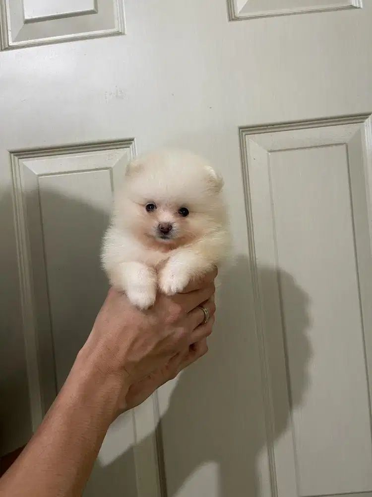 Super minipom betina