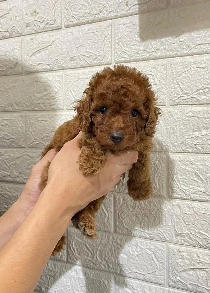 Toy poodle jantan