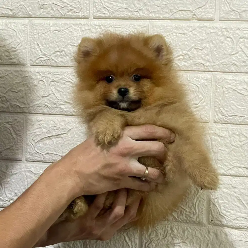 Super minipom jantan