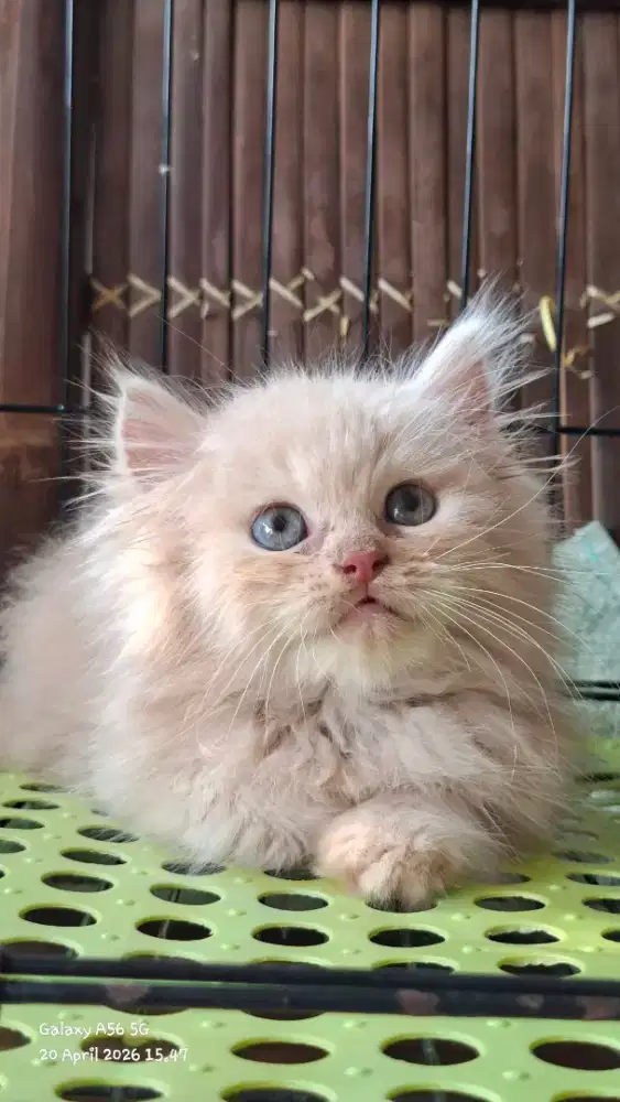 kitten persia flatnose /kucing persia jantan/ kucing anggora jantan