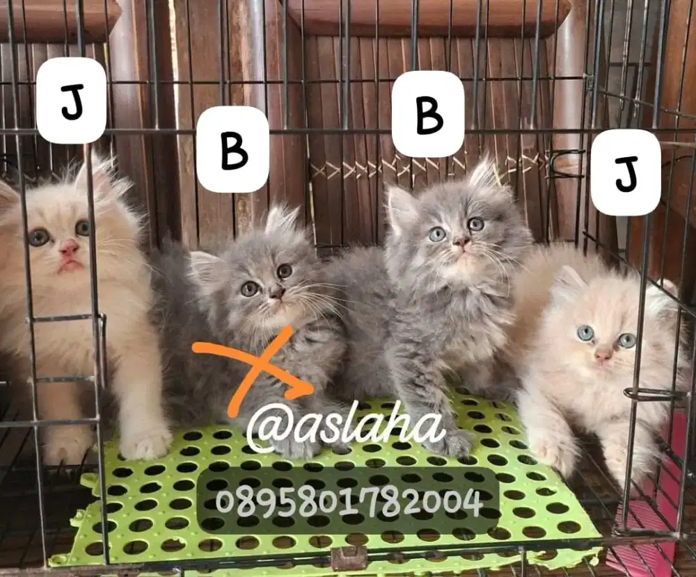 Anak kucing anggora/kitten persia jantan/kucing rpersia betina