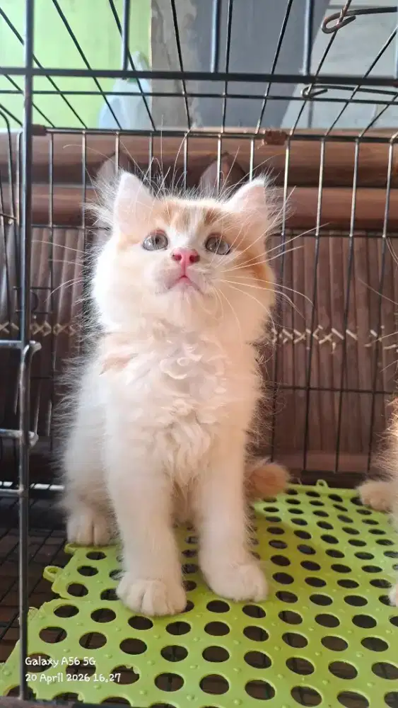 Anak kucing persia /kitten persia flatnose /kucing persia  jantan
