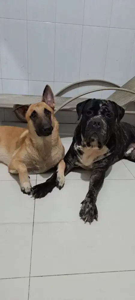 Jasa kawin ajing( pejantan)