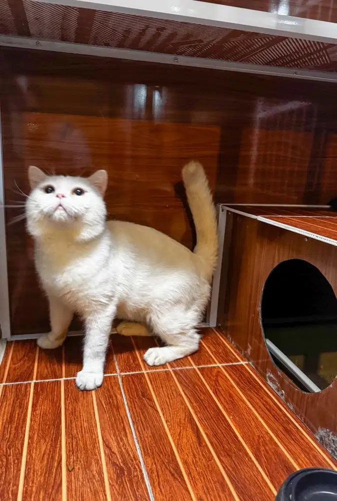 BRITISH SHORTHAIR BSH WHITE