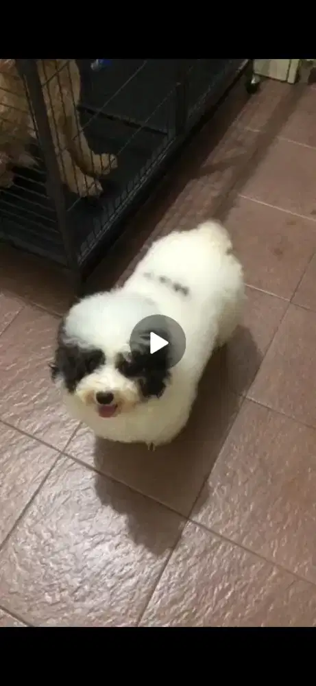 Party poodle jantan dewasa