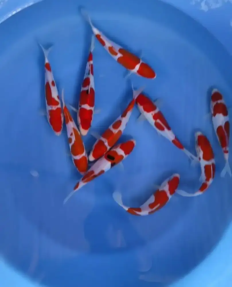 Kohaku sanke 20 21 cm HQ