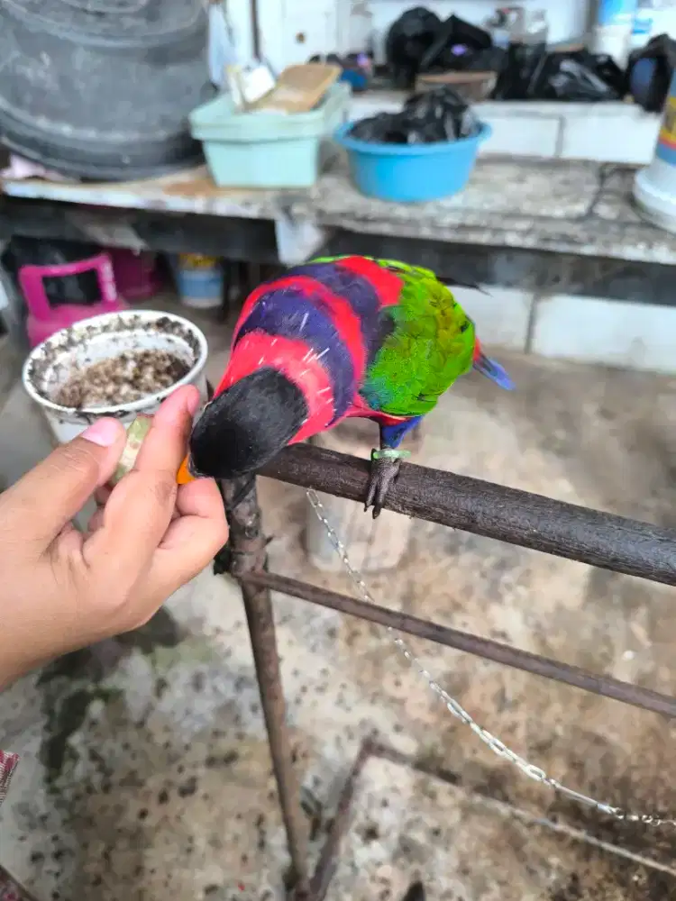 Parbeng paltem jitot