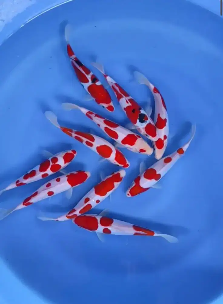 Kohaku sanke 20 21 cm HQ