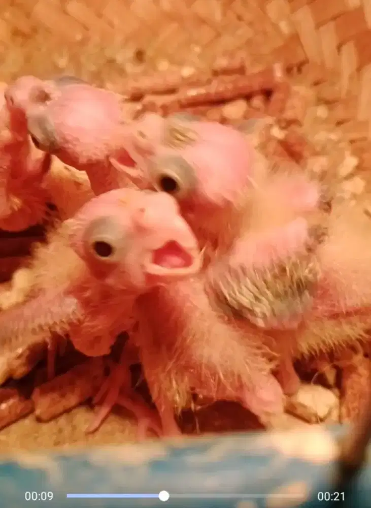 Burung falk lolohan anakan respon spet