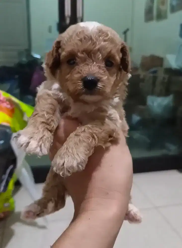 Tiny Poodle jantan betina
