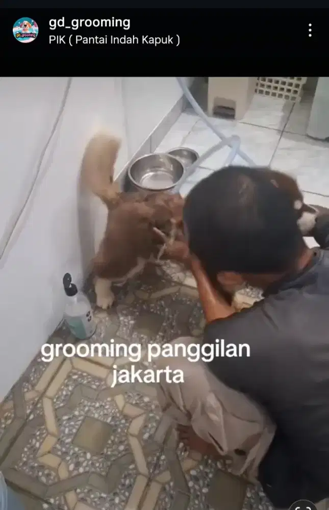 Lowongan kerja dicari yang bisa grooming anjing mandiin anjing