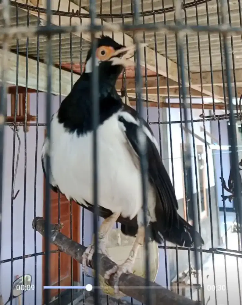 Burung jalak uren gacor siap didadak