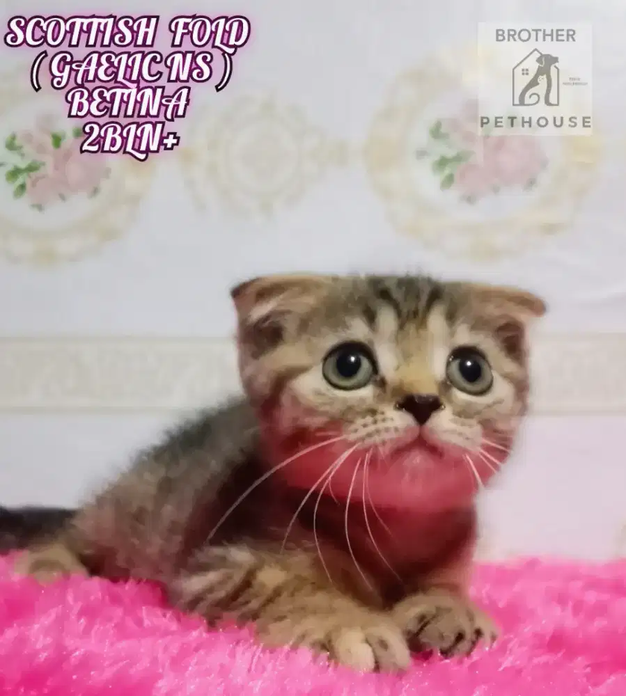 MUNCHKIN GAELIC NS /SCOTTISH FOLD