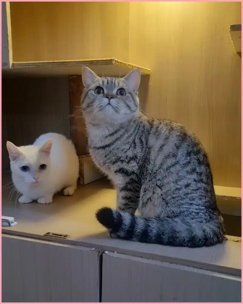 BSH SCOTTISH GOOD QUALITY (KITTEN) SCOTTISH STRAIGHT