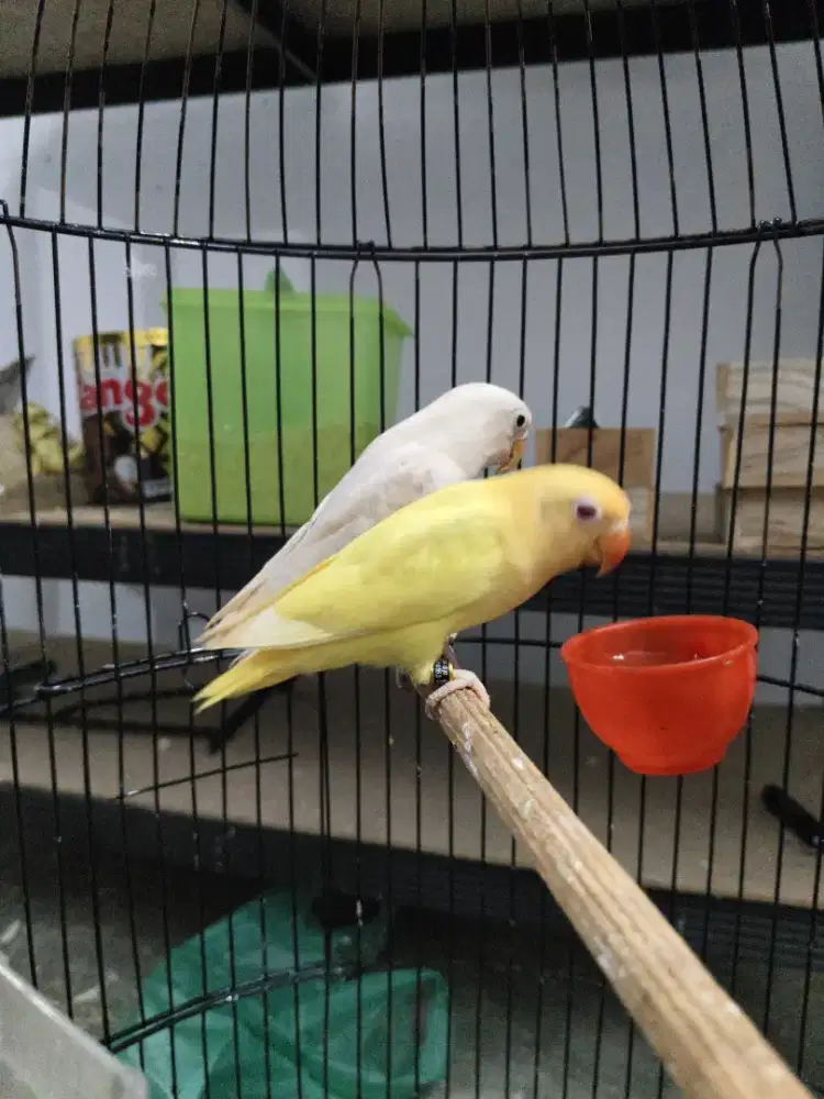 lovebird sepasang aqua ino mm/bio x pastelino/ino mm