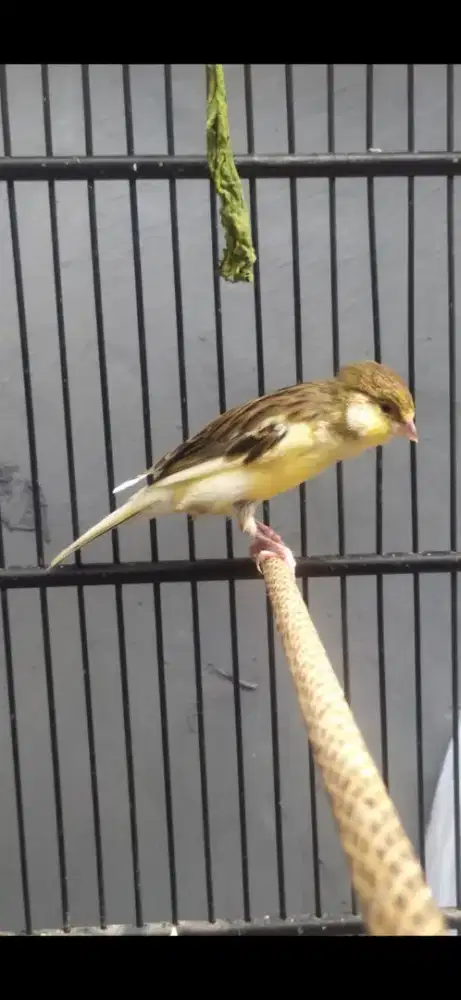 F1 Rasmi warna bon simetris