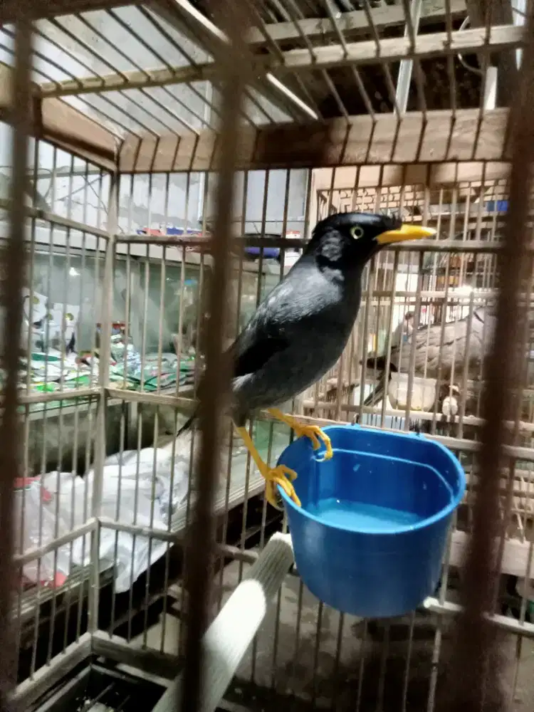 Burung jalak hitam