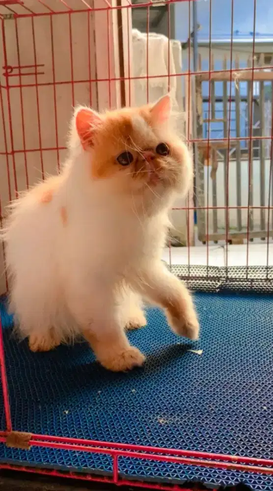 Peaknose longhair (line ped)