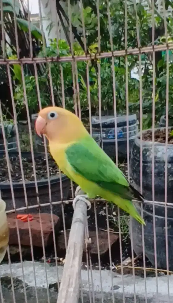 Biola Aqua blue1 posibel split ino MM