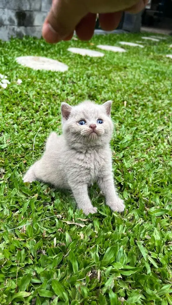 British shorthair pedigree