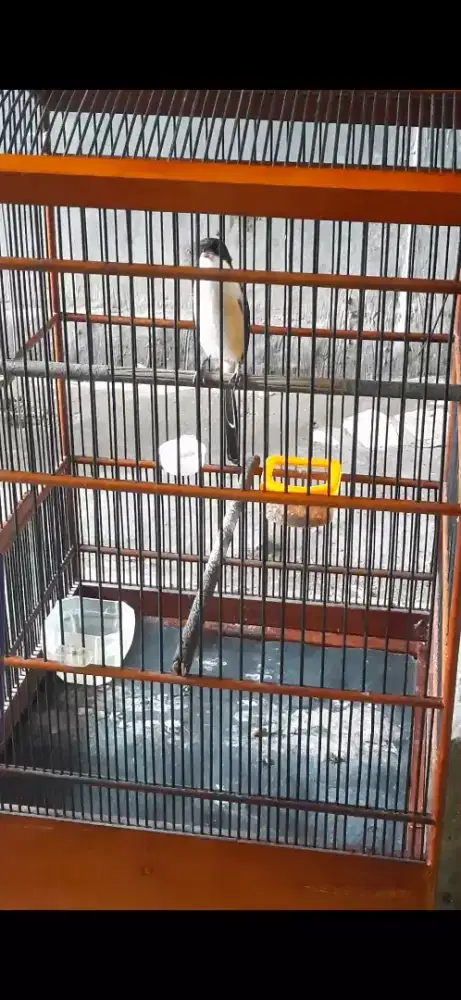 Jual burung pentet fullset